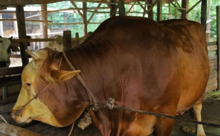 Sapi-kurban-prabowo-2026.jpg