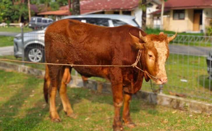 Sapi-kurban.jpg