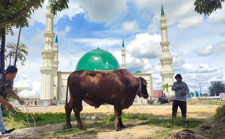 Sapi-kurban4.jpg
