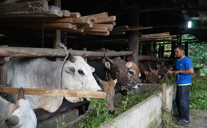Sartijan-di-kandang-sapi-miliknya.jpg