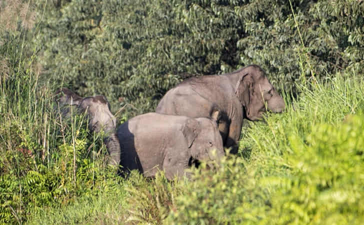 Sebagai-ilustrasi-Tiga-ekor-gajah-sumatera.jpg