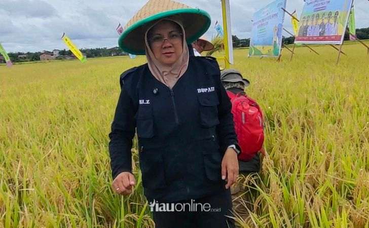 Siak-Rugi-Rp100-Miliar-Setiap-Tahun-Akibat-Padi-Basah-Dijual-ke-Tengkulak-Luar.jpg