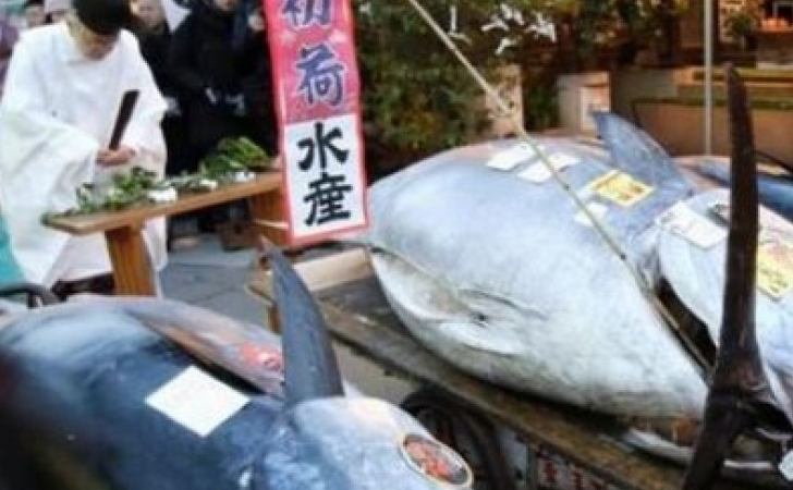 Tuna-Sirip-Biru.jpg