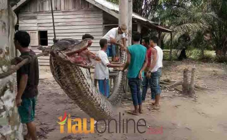 Ular-piton.jpg