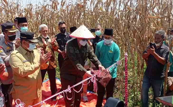 Wamentan-Panen-Jagung-di-Palas.jpg