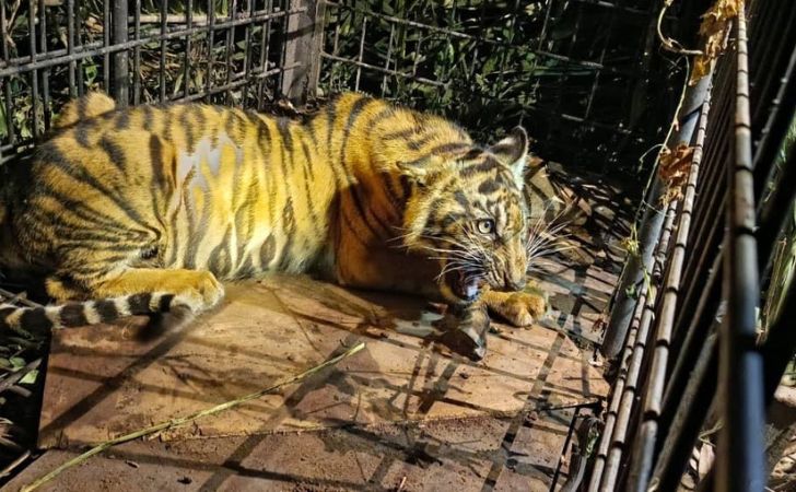 anak-harimau-sumatera.jpg