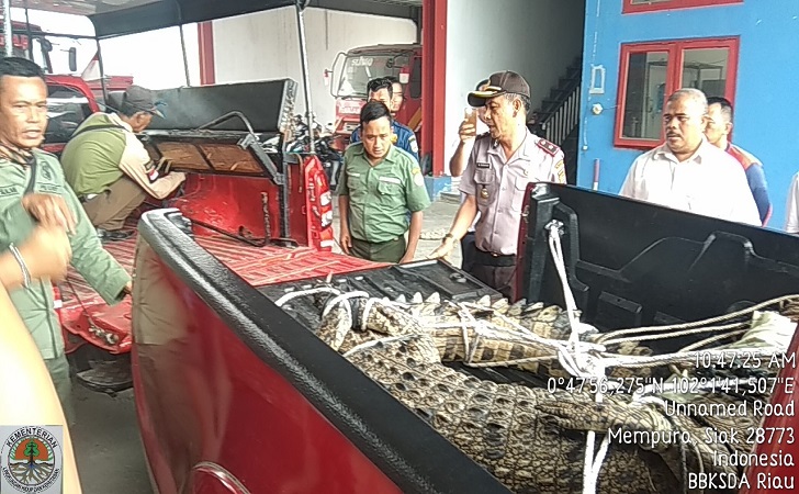 buaya-Bksda.jpg