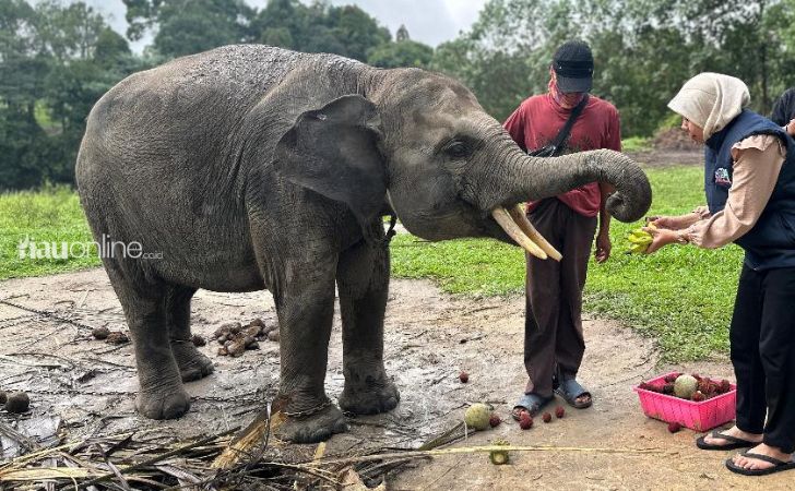 gajah-di-plg-minas.jpg