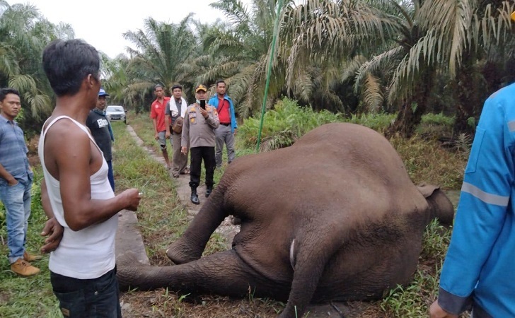 gajah-mati-terkena-listrik.jpg