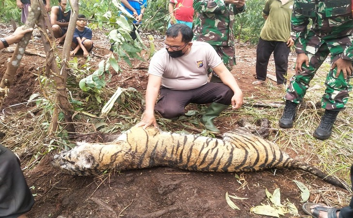 harimau-mati-lagi.jpg