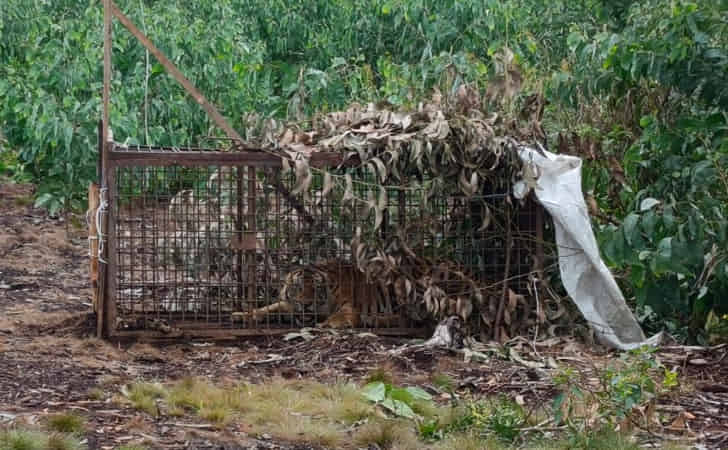 harimau-sumatera-di-box-trap.jpg