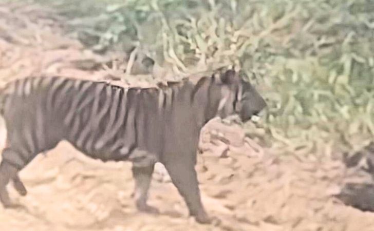 harimau-sumatera-di-zamrud-siak.jpg