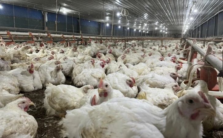ilustrasi-Ternak-ayam.jpg