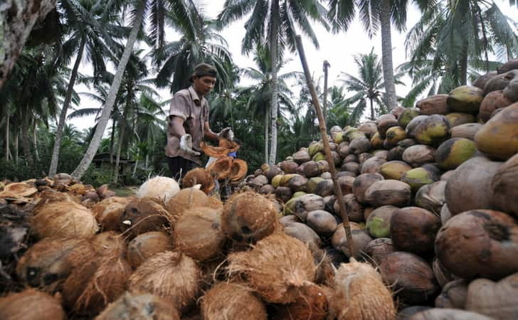 ilustrasi-petani-kelapa.jpg