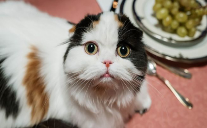 kucing-telon2.jpg
