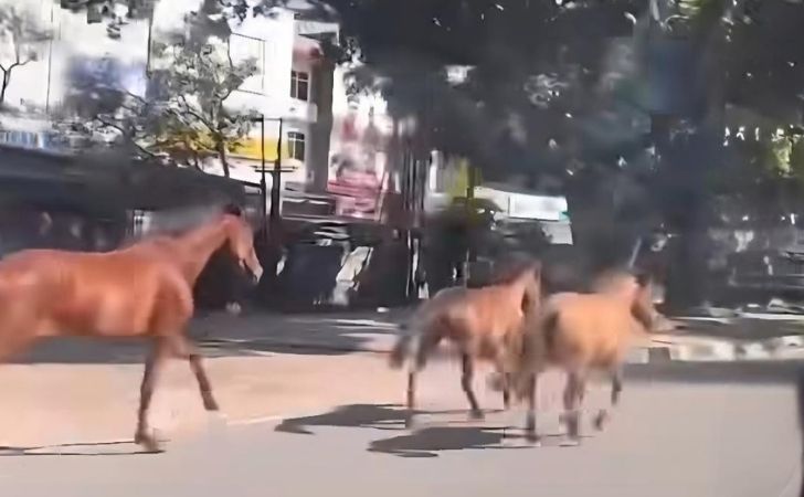 kuda-lepas-di-sudirman.jpg