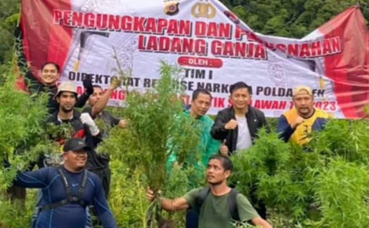 ladang-ganja-di-aceh2.jpg