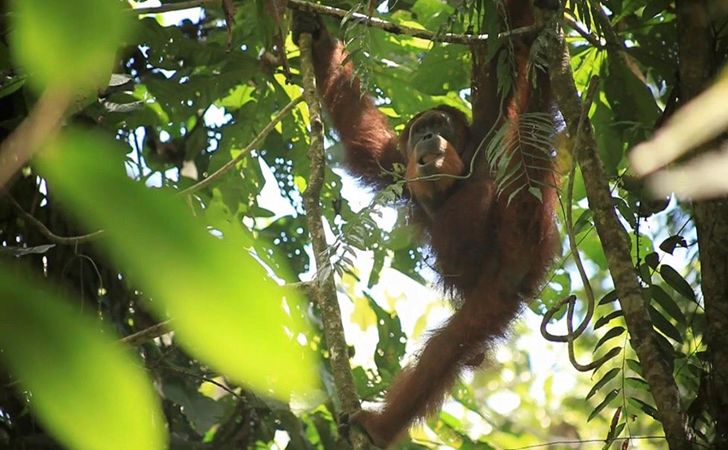 orangutan3.jpg