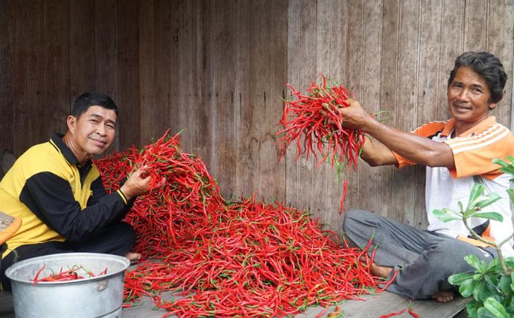 petani-cabai-binaan-rapp.jpg