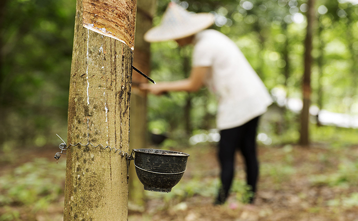 petani-karet3.jpg