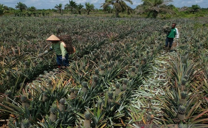 petani-nenas.jpg