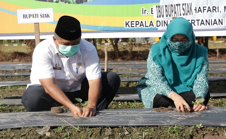 tanam-sayur.jpg