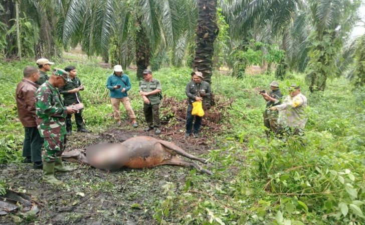 ternak-warga-siak-diserang-harimau.jpg
