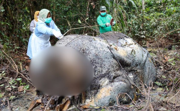 tim-labfor-periksa-gajah-mati-di-ukui.jpg