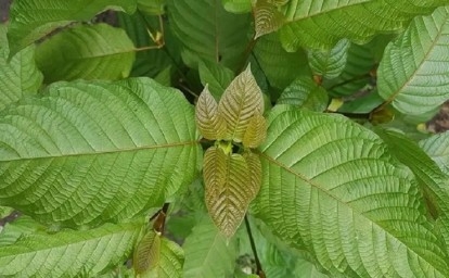 Daun Kratom Punya Efek Mirip Ganja, Masuk Psikotropika?