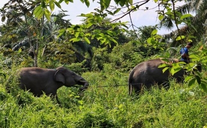 Gajah-di-Inhu.jpg