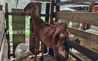 Harga-Kambing-Ketahanan-Pangan-di-Siak-Dinilai-Tak-Wajar-Kambing-Kurus-Rp31-Juta.jpg