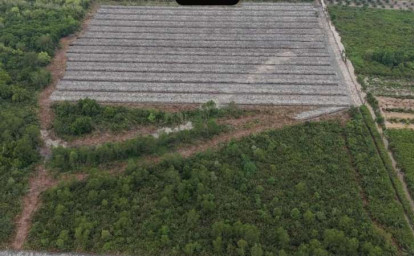 Hutan-mangrove-yang-dibabat.jpg