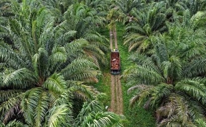 DPRD Riau Minta DBH Sawit untuk Semenisasi Jalan Perkebunan Masyarakat