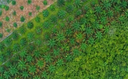 Ilustrasi-kebun-sawit1.jpg