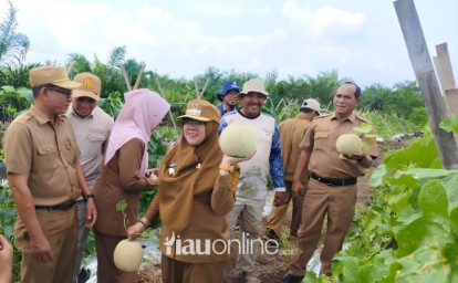 Kelompok-Tani-Cemerlang-Buktikan-Gambut-Produktif-untuk-Hortikultura-di-Siak.jpg