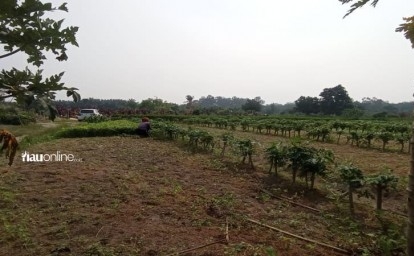 Kondisi-kebun-sayur-di-kartama.jpg