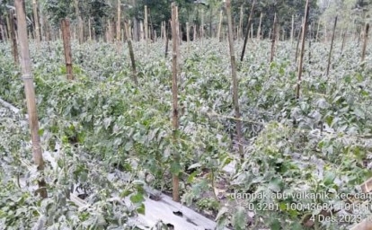 Erupsi Gunung Marapi Berdampak pada Jalur Distribusi Pangan ke Kota Pekanbaru