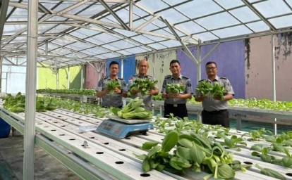 Lapas-Kelas-IIA-Pekanbaru-Panen-Perdana-Nanas-Madu-dan-Pakcoy-Hidroponik.jpg
