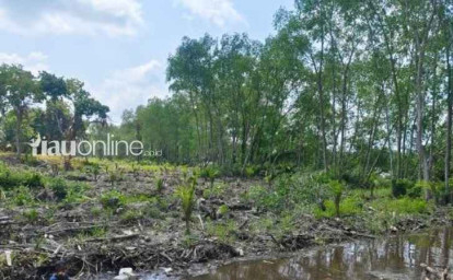 Mangrove-Sepanjang-700-Meter-di-Tepi-Sungai-Siak-Dibabat-dan-Ditanami-Sawit.jpg