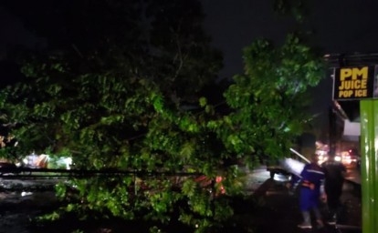 Pohon-besar-tumbang-di-pekanbaru.jpg