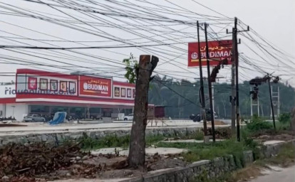 Pohon-di-panam-ditebang.jpg