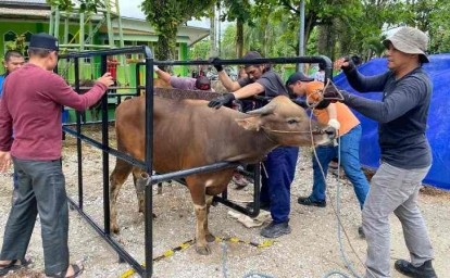 RAPP Bagikan 10.057 Kantong Daging dari 151 Hewan Kurban