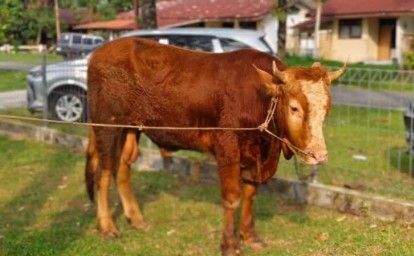 Sapi-kurban.jpg