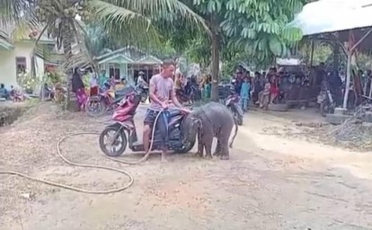 Warga-rawat-anak-gajah-tersesat.jpg