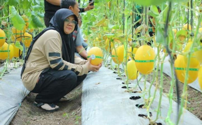bupati-siak-panen-melon.jpg
