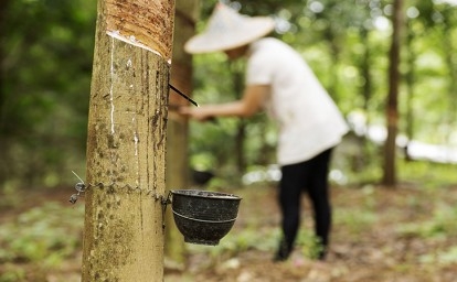 petani-karet3.jpg