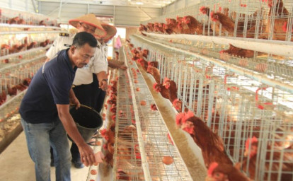 ternak-ayam-lapas-pekanbaru.jpg