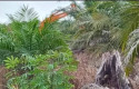 Aktivitas-alat-berat-di-lahan-sengketa.jpg