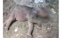 Anak-gajah-mati-di-minas.jpg
