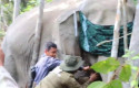 Antisipasi-Interaksi-Negatif-BBKSDA-Riau-Pasang-Pelacak-pada-Gajah-Liar-di-Pelalawan.jpg